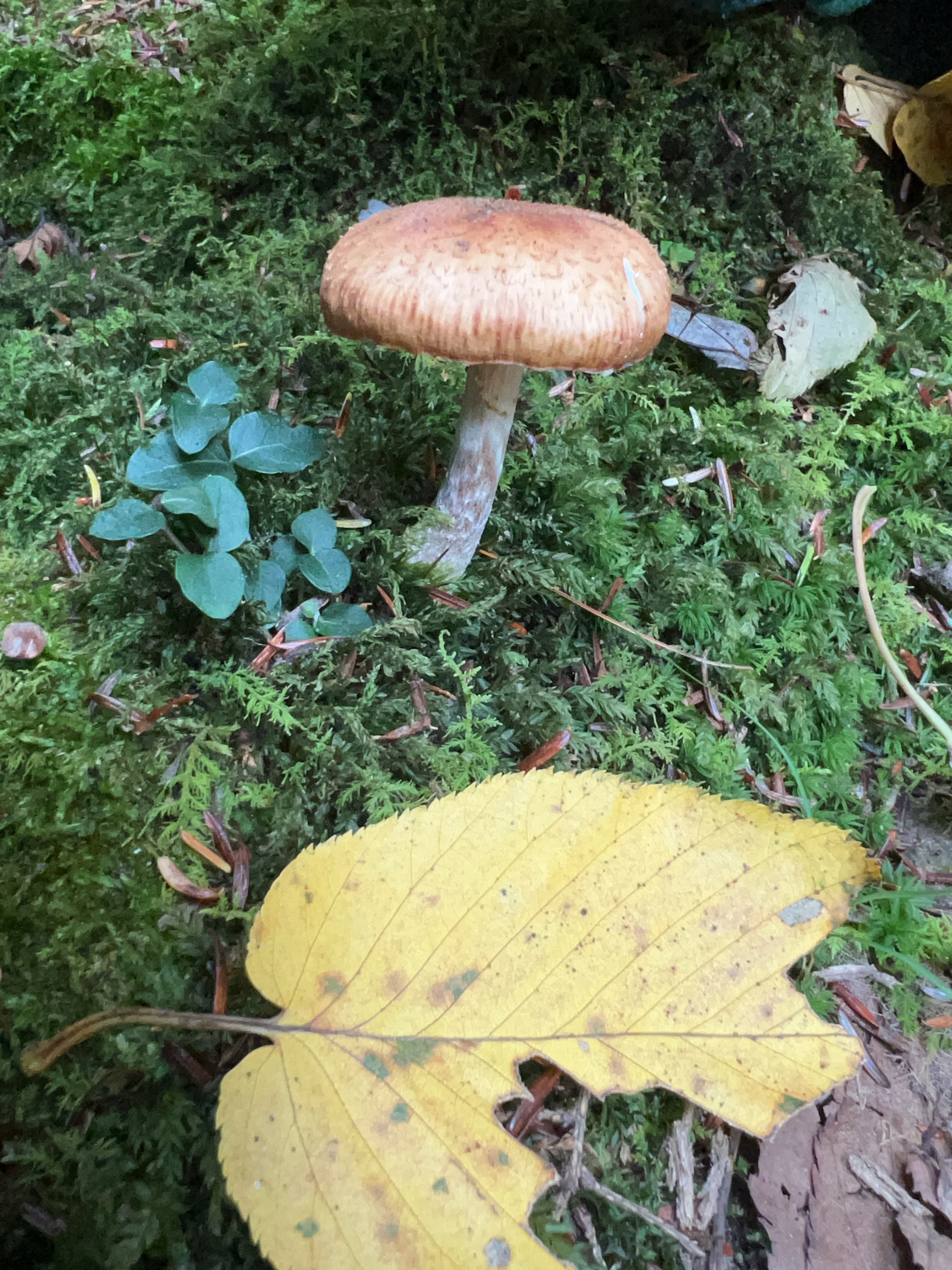 Armillaria ostoyae